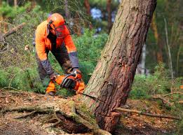 Best Seasonal Cleanup (Spring/Fall)  in Germantown, OH