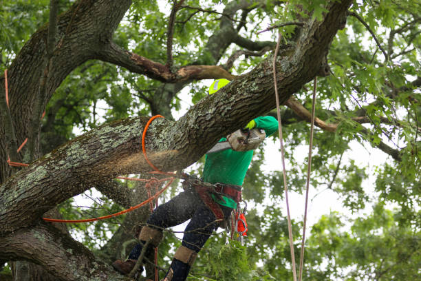 Best Leaf Removal  in Germantown, OH