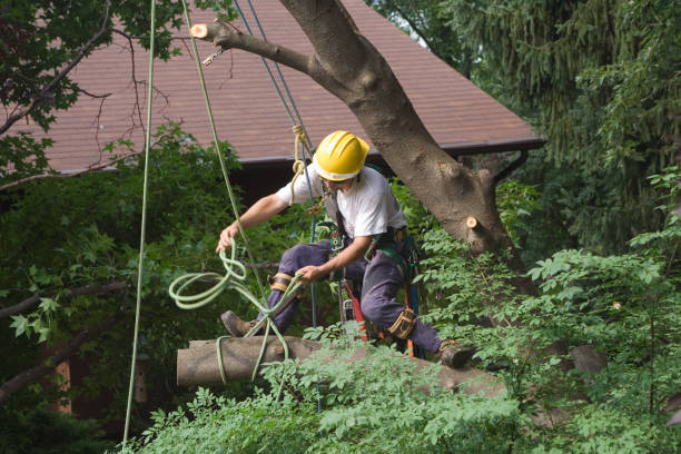 Best Tree Disease Treatment  in Germantown, OH