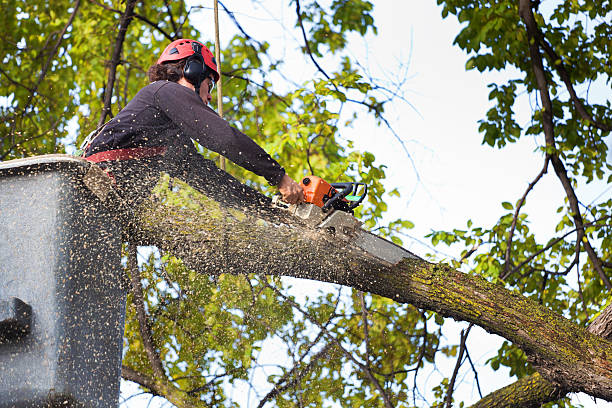 How Our Tree Care Process Works  in  Germantown, OH