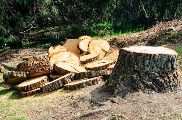 Best Tree Preservation Services  in Germantown, OH